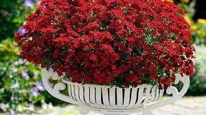 Image result for Elfenspiegel