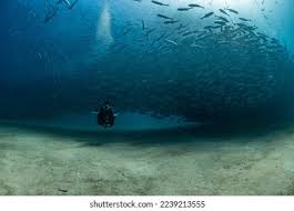Image result for Tornado Divers