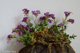 Attēlu rezultāti vaicājumam “Aubrieta deltoidea leaf”