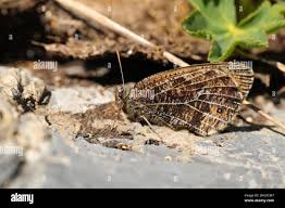 Attēlu rezultāti vaicājumam “Oeneis jutta underside”