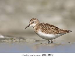 Image result for Calidris pusilla