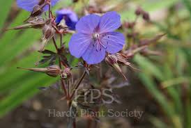 Image result for Geranium `Purple Haze`