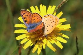 Attēlu rezultāti vaicājumam “Lycaena alciphron”
