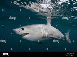 Image result for Lamna nasus