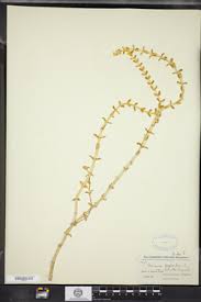 Attēlu rezultāti vaicājumam “Honckenya peploides bud”