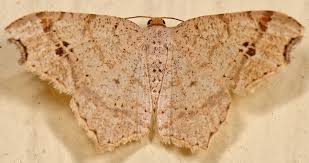 Attēlu rezultāti vaicājumam “Macaria signaria”