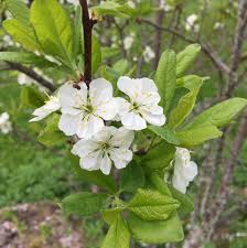 Attēlu rezultāti vaicājumam “Cerasus flower”