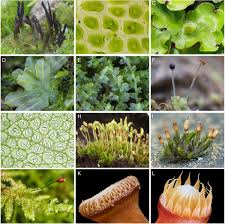 Attēlu rezultāti vaicājumam “Blasia pusilla sporophyte”