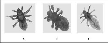 Attēlu rezultāti vaicājumam “Pediculus humanus capitis”