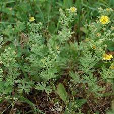 Attēlu rezultāti vaicājumam “Potentilla argentea”