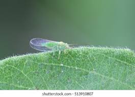 Attēlu rezultāti vaicājumam “Psylla alni nymph”