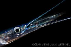 Image result for Belone belone