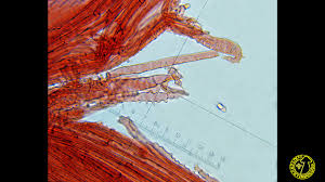 Attēlu rezultāti vaicājumam “Mycena zephirus”