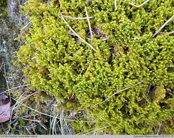 Attēlu rezultāti vaicājumam “Ptilidium ciliare”