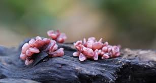 Attēlu rezultāti vaicājumam “Ascocoryne sarcoides”