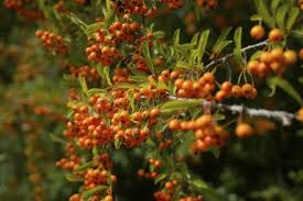 Attēlu rezultāti vaicājumam “Sorbus aucuparia fruit”