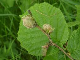 Attēlu rezultāti vaicājumam “Corylus avellana bud”