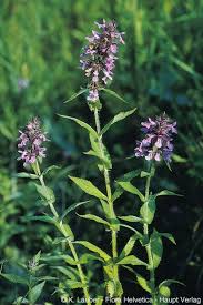 Attēlu rezultāti vaicājumam “Stachys palustris”