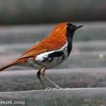 Image result for Luscinia sibilans