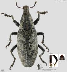 Attēlu rezultāti vaicājumam “Cleonis pigra”