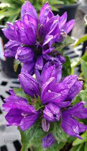 Attēlu rezultāti vaicājumam “Campanula glomerata”
