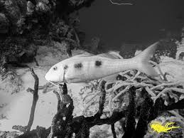 Image result for Pseudupeneus maculatus