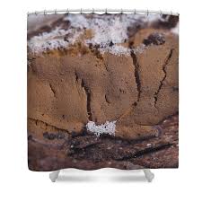 Attēlu rezultāti vaicājumam “Dictydiaethalium plumbeum”