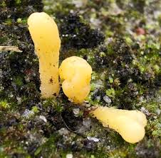 Attēlu rezultāti vaicājumam “Clavaria argillacea”