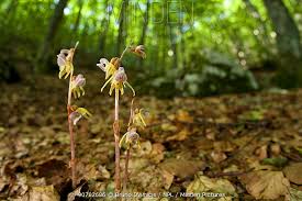 Attēlu rezultāti vaicājumam “Epipogium aphyllum”