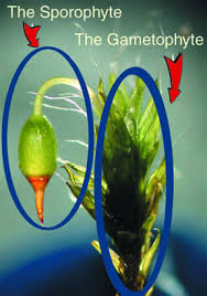 Attēlu rezultāti vaicājumam “Bryum caespiticium sporophyte”