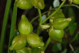 Attēlu rezultāti vaicājumam “Scheuchzeria palustris fruit”