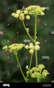 Attēlu rezultāti vaicājumam “Levisticum officinale flower”