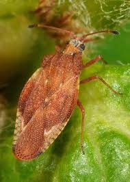 Attēlu rezultāti vaicājumam “Physatocheila smreczynskii”