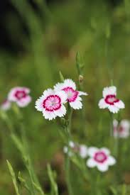 Attēlu rezultāti vaicājumam “Dianthus deltoides flower”