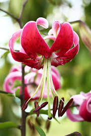 Attēlu rezultāti vaicājumam “Lilium martagon bud”