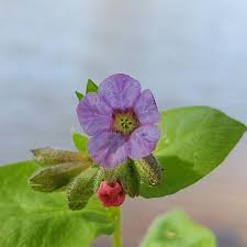 Attēlu rezultāti vaicājumam “Pulmonaria obscura leaf”