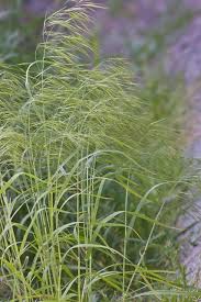 Attēlu rezultāti vaicājumam “Anisantha tectorum”