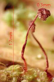 Attēlu rezultāti vaicājumam “Cribraria languescens macro”