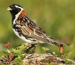 Image result for Calcarius lapponicus