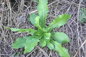 Attēlu rezultāti vaicājumam “Lactuca serriola”