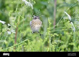 Attēlu rezultāti vaicājumam “Saxicola rubetra juvenile”