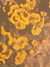 Attēlu rezultāti vaicājumam “Physarum bivalve young”