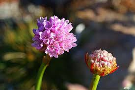 Attēlu rezultāti vaicājumam “Armeria vulgaris flower”