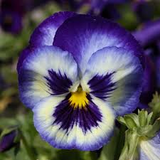 Image result for Viola x wittrockiana `Hiemalis`