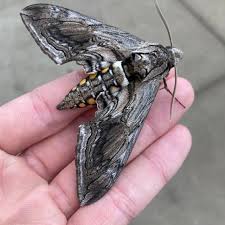 Image result for hawk moth