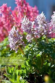 Attēlu rezultāti vaicājumam “Corydalis solida fruit”