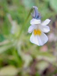 Attēlu rezultāti vaicājumam “Viola arvensis flower”