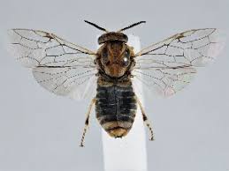 Attēlu rezultāti vaicājumam “Gilpinia”