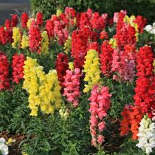 Image result for Antirrhinum majus maximum
