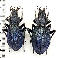 Attēlu rezultāti vaicājumam “Carabus arcensis”